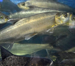 黃岡刁子魚