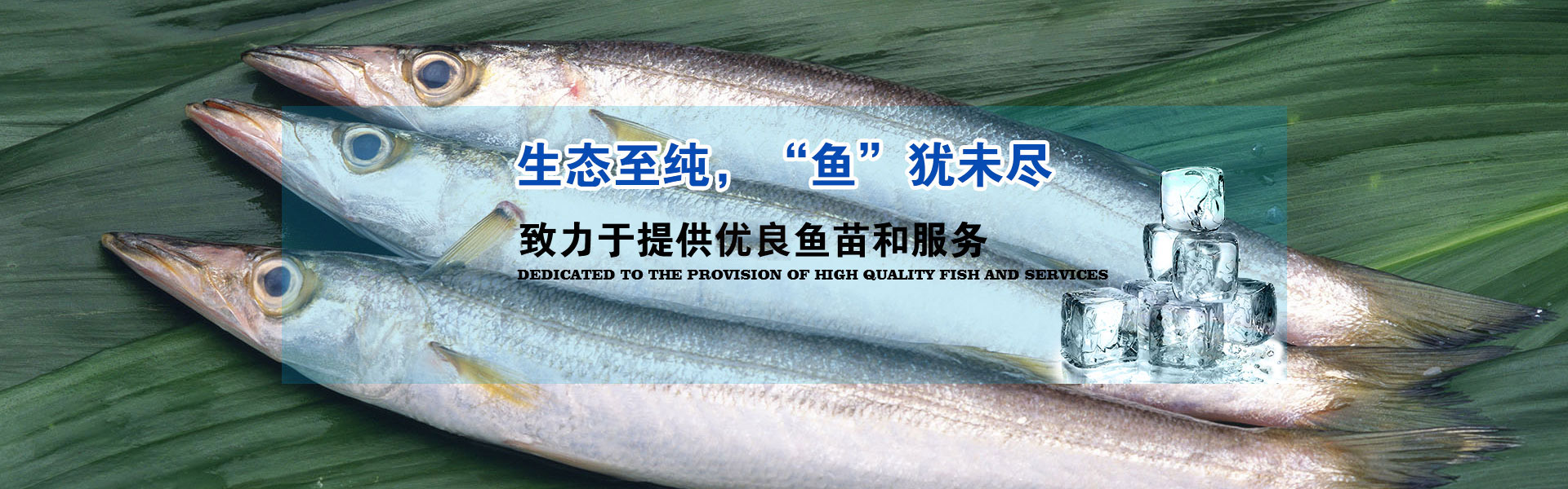 胖頭魚批發(fā)