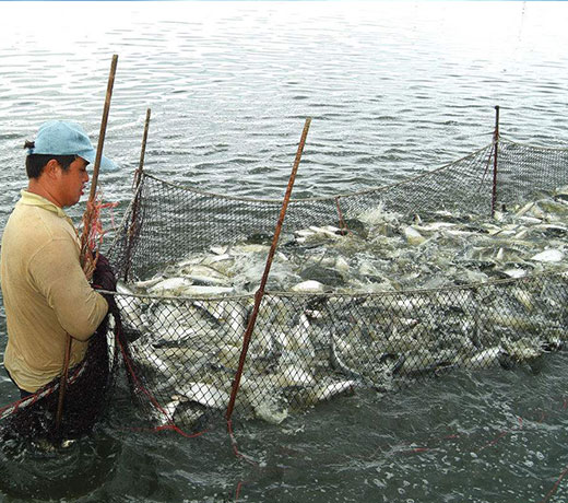 湖北胖頭魚(yú)廠家