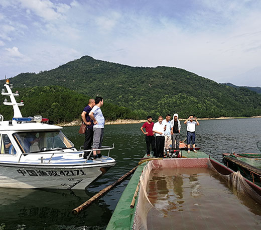 湖北胖頭魚廠家